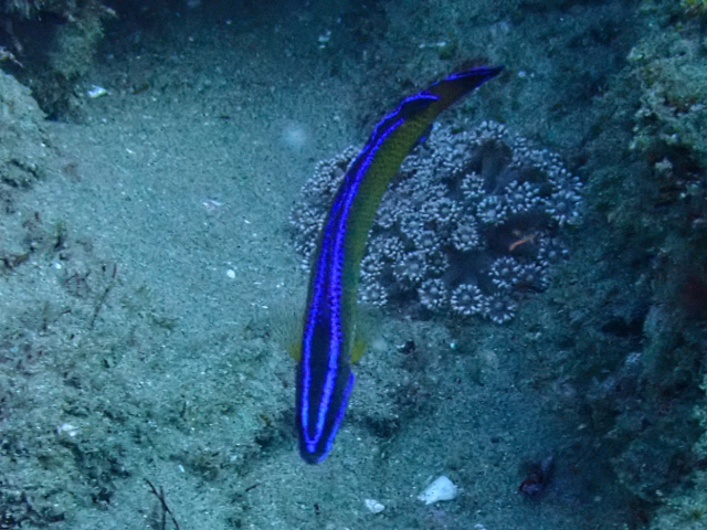 Click to View Blue-striped Dottyback<br><span style='font-size:12px'><i>Dave & Rose</i></span>