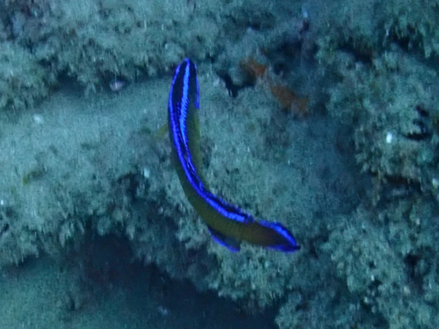 Click to View Blue-striped Dottyback<br><span style='font-size:12px'><i>Dave & Rose</i></span>