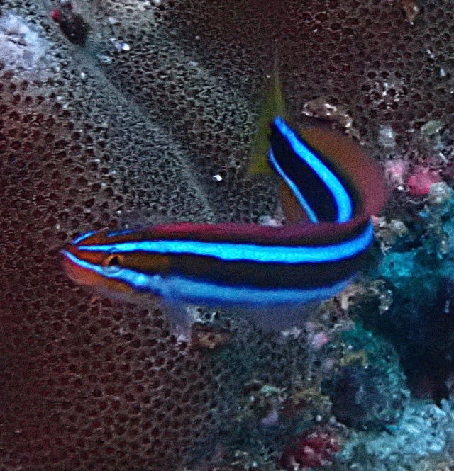 Click to View Bluestriped Fangblenny<br><span style='font-size:12px'><i>Dave & Rose</i></span>