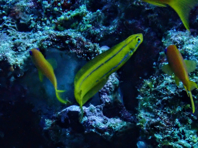 Click to View Bluestriped Fangblenny<br><span style='font-size:12px'><i>Dave & Rose</i></span>