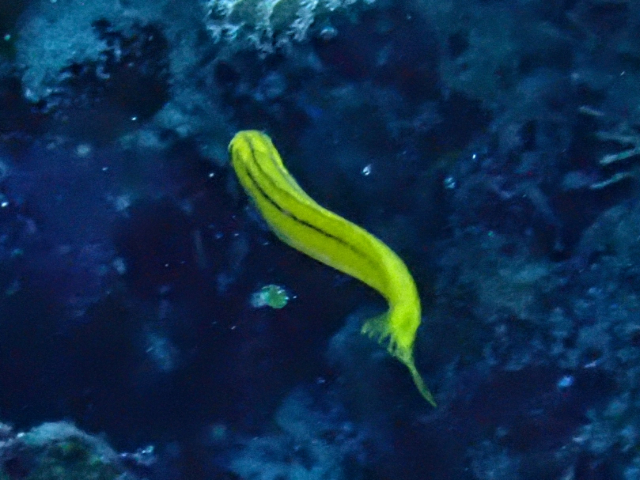 Click to View Bluestriped Fangblenny<br><span style='font-size:12px'><i>Dave & Rose</i></span>