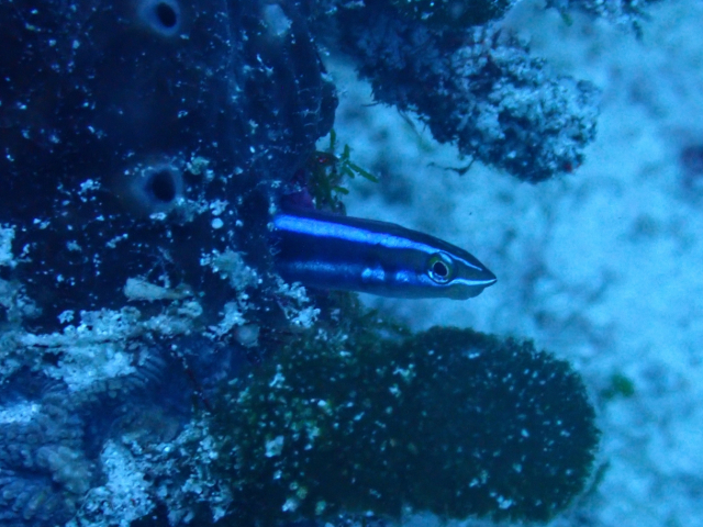 Bluestriped Fangblenny<br><span style='font-size:12px'><i>Dave & Rose</i></span>