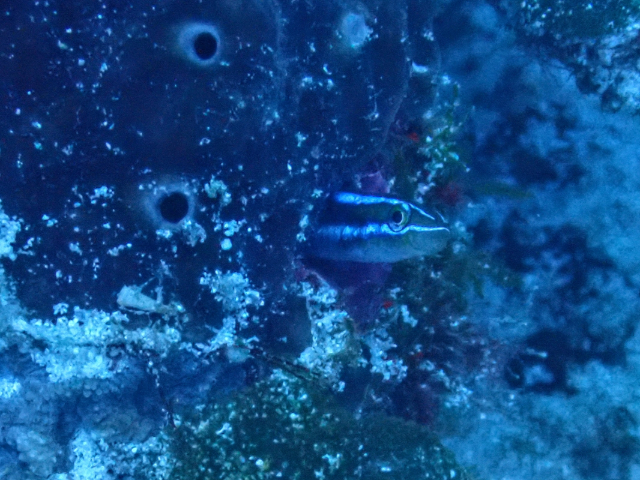 Bluestriped Fangblenny<br><span style='font-size:12px'><i>Dave & Rose</i></span>