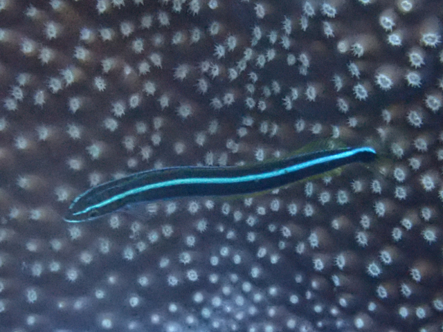 Click to View Bluestriped Fangblenny<br><span style='font-size:12px'><i>Dave & Rose</i></span>