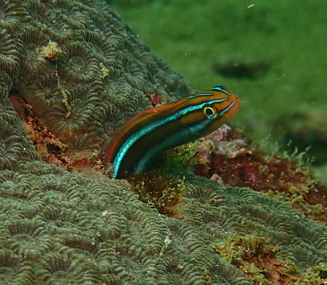 Click to View Bluestriped Fangblenny<br><span style='font-size:12px'><i>Dave & Rose</i></span>
