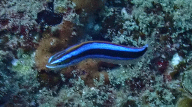 Click to View Bluestriped Fangblenny<br><span style='font-size:12px'><i>Dave & Rose</i></span>