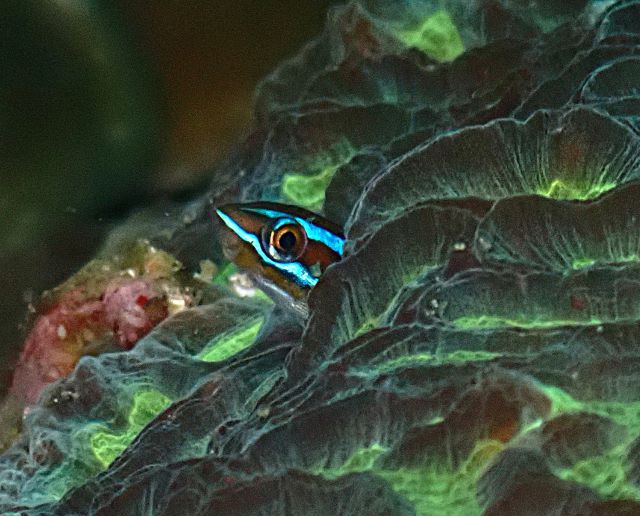 Click to View Bluestriped Fangblenny<br><span style='font-size:12px'><i>Dave & Rose</i></span>