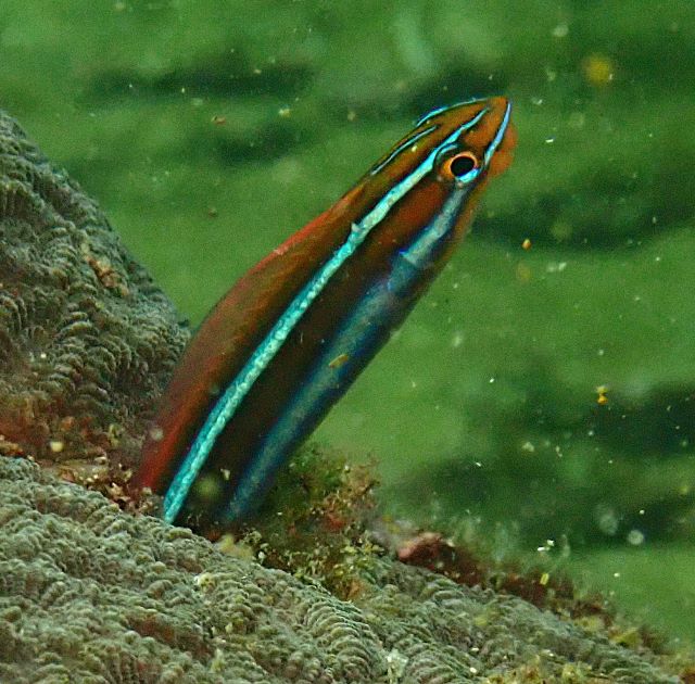 Click to View Bluestriped Fangblenny<br><span style='font-size:12px'><i>Dave & Rose</i></span>