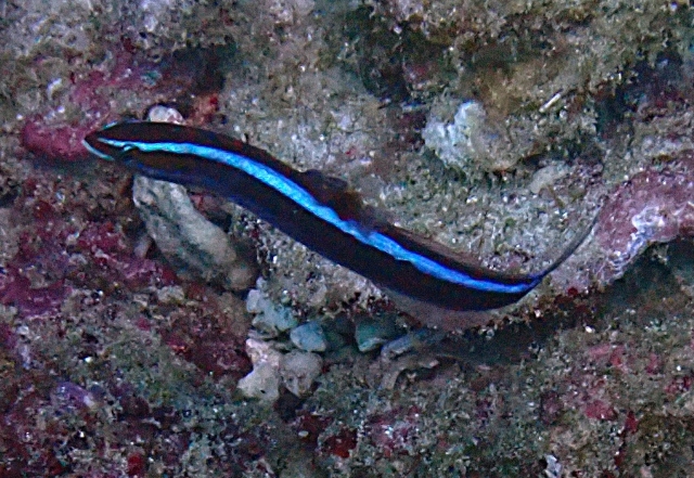 Click to View Bluestriped Fangblenny<br><span style='font-size:12px'><i>Dave & Rose</i></span>