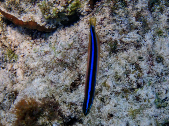 Click to View Bluestriped Fangblenny<br><span style='font-size:12px'><i>Dave & Rose</i></span>