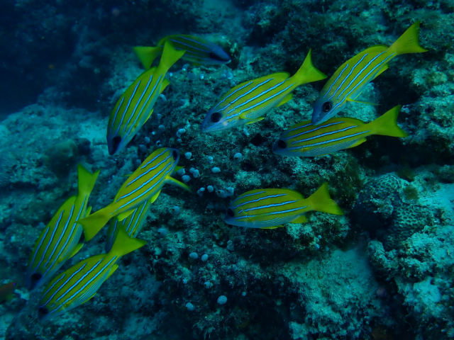 Click to View Blue-Striped Snapper<br><span style='font-size:12px'><i>Dave & Rose</i></span>