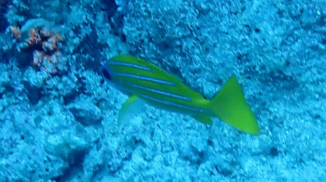 Click to View Blue-Striped Snapper<br><span style='font-size:12px'><i>Dave & Rose</i></span>