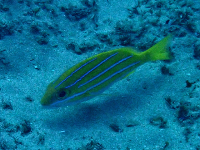 Click to View Blue-Striped Snapper<br><span style='font-size:12px'><i>Dave & Rose</i></span>