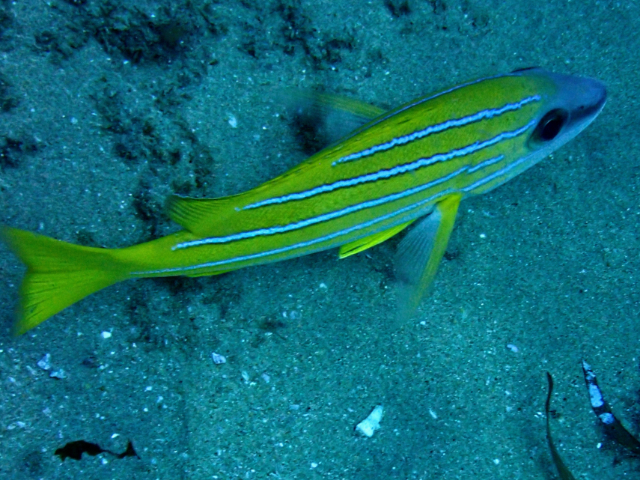 Click to View Blue-Striped Snapper<br><span style='font-size:12px'><i>Dave & Rose</i></span>