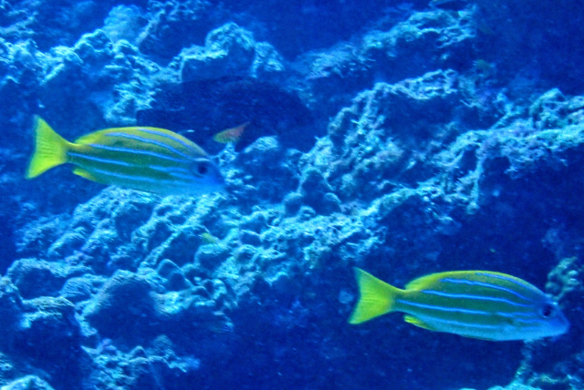 Click to View Blue-Striped Snapper<br><span style='font-size:12px'><i>Dave & Rose</i></span>