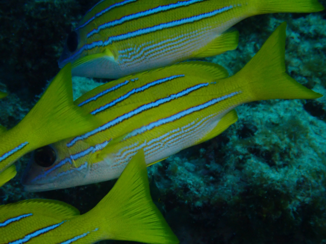 Click to View Blue-Striped Snapper<br><span style='font-size:12px'><i>Dave & Rose</i></span>