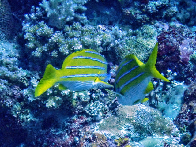Click to View Blue-Striped Snapper<br><span style='font-size:12px'><i>Dave & Rose</i></span>