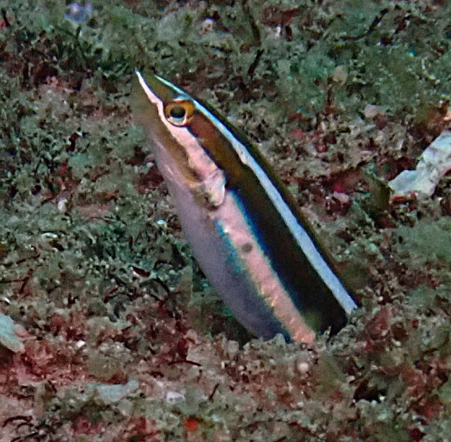 Click to View Bluestriped Fangblenny<br><span style='font-size:12px'><i>Dave & Rose</i></span>