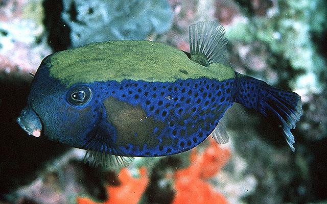 Click to View Bluetail trunkfish<br><span style='font-size:12px'><i>Fishbase</i></span>