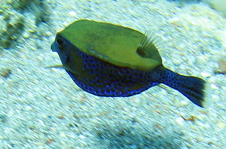 Click to View Bluetail trunkfish<br><span style='font-size:12px'><i>Fishbase</i></span>