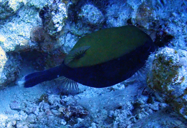 Click to View Bluetail Trunkfish<br><span style='font-size:12px'><i>Dave & Rose</i></span>