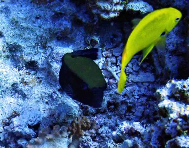 Click to View Bluetail Trunkfish<br><span style='font-size:12px'><i>Dave & Rose</i></span>