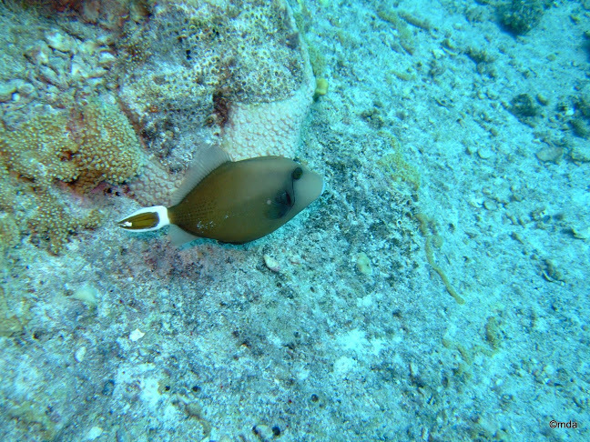 Click to View Bluethroat Triggerfish<br><span style='font-size:12px'><i>iNaturalist</i></span>