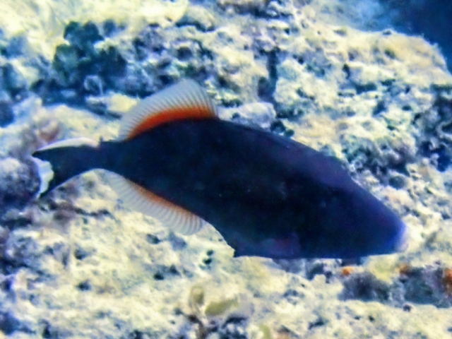 Click to View Bluethroat Triggerfish<br><span style='font-size:12px'><i>Dave & Rose</i></span>