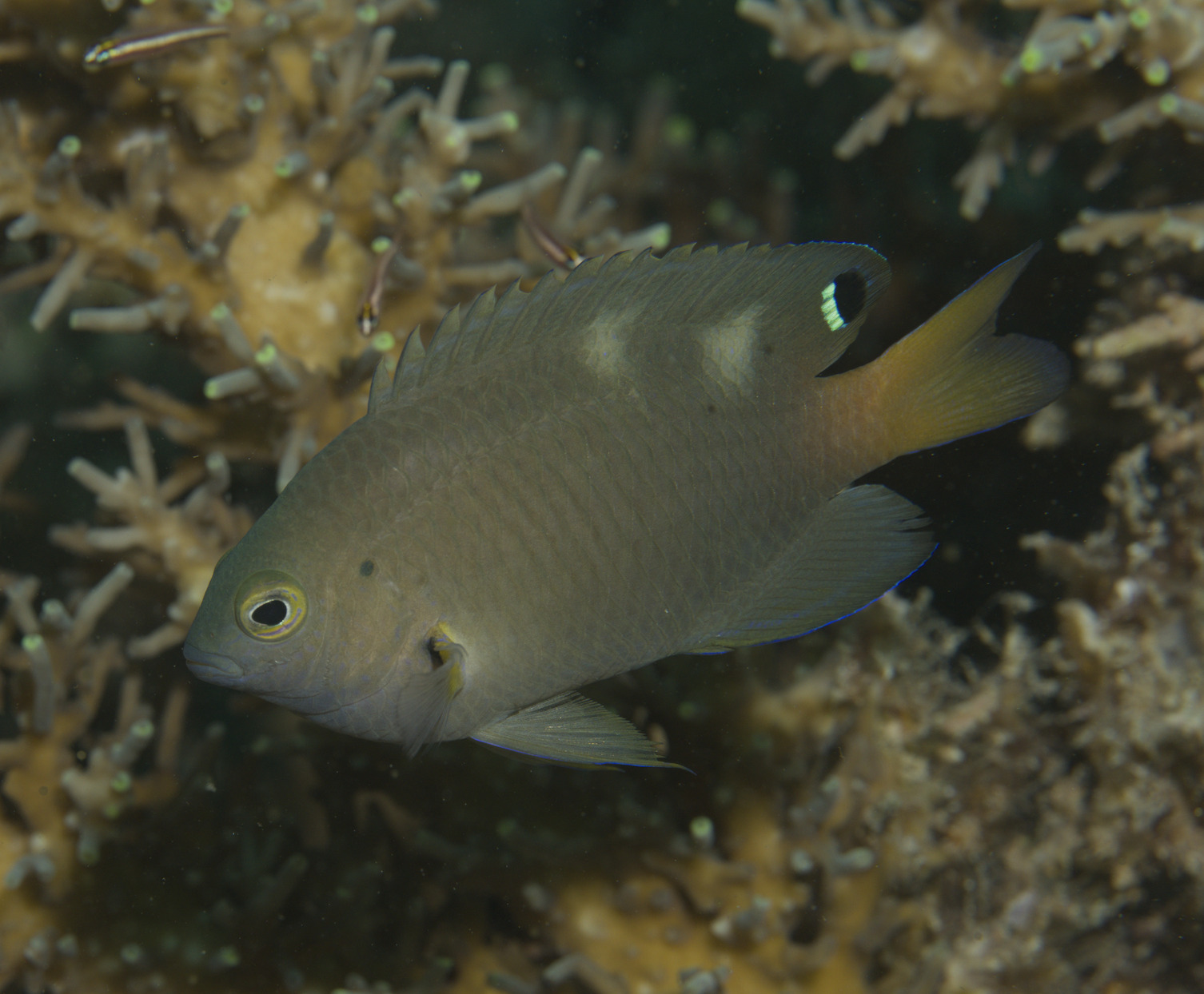 Borneo Damsel Borneo Damsel<br><span style='font-size:12px'><i>iNaturalist</i>    </span>
