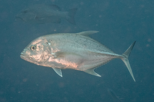 Brassy Trevally Brassy Trevally<br><span style='font-size:12px'><i>iNaturalist</i>    </span>