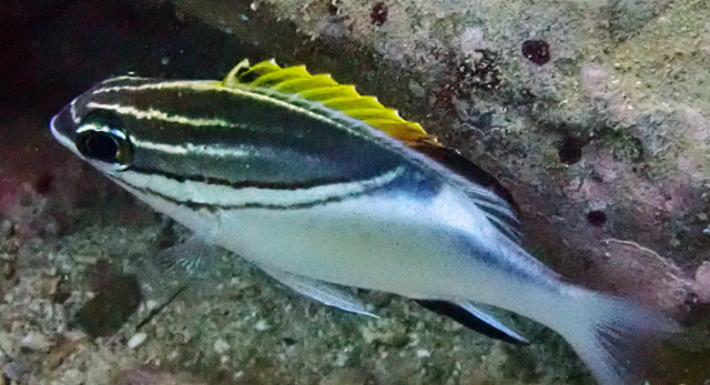 Click to View Bridled Monocle Bream<br><span style='font-size:12px'><i>Dave & Rose</i></span>