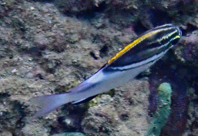 Click to View Bridled Monocle Bream<br><span style='font-size:12px'><i>Dave & Rose</i></span>