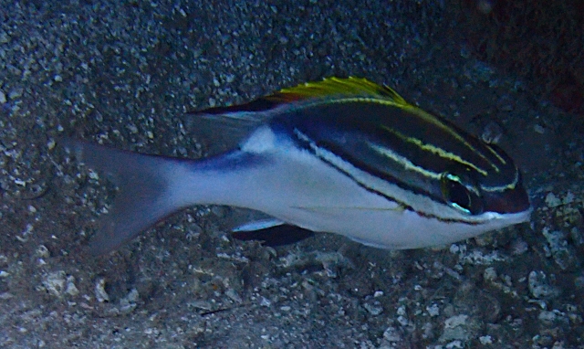 Click to View Bridled Monocle Bream<br><span style='font-size:12px'><i>Dave & Rose</i></span>