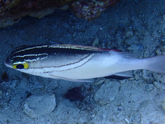 Click to View Bridled Monocle Bream<br><span style='font-size:12px'><i>Dave & Rose</i></span>