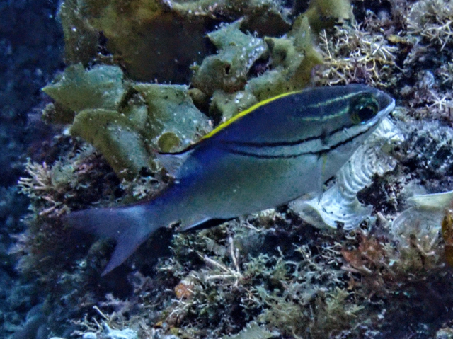 Click to View Bridled Monocle Bream<br><span style='font-size:12px'><i>Dave & Rose</i></span>