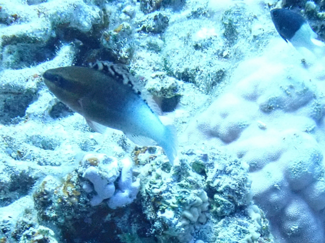 Click to View Bridled Parrotfish - Juvenile<br><span style='font-size:12px'><i>Dave & Rose</i></span>