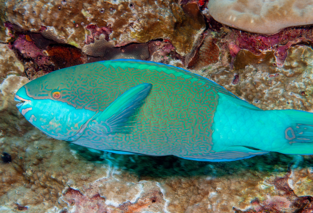 Click to View Bridled Parrotfish<br><span style='font-size:12px'><i>iNaturalist</i></span>