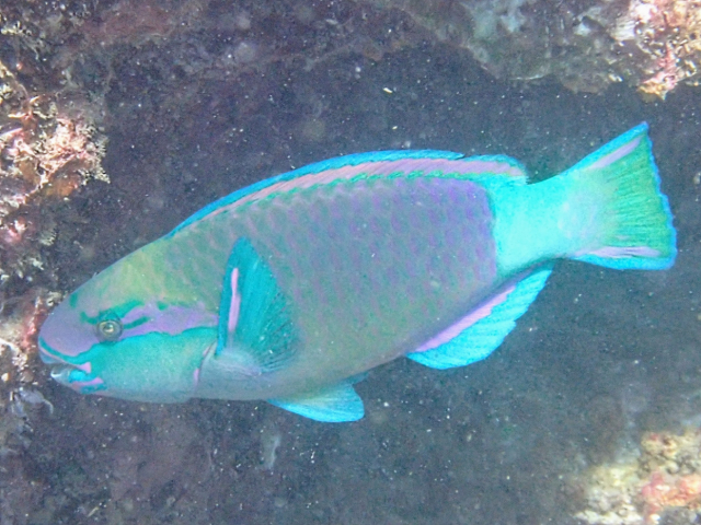 Click to View Bridled Parrotfish<br><span style='font-size:12px'><i>Dave & Rose</i></span>