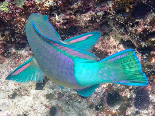 Click to View Bridled Parrotfish<br><span style='font-size:12px'><i>Dave & Rose</i></span>