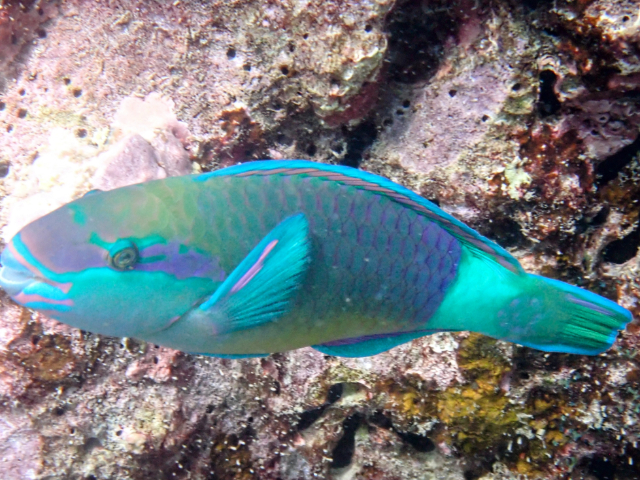 Click to View Bridled Parrotfish<br><span style='font-size:12px'><i>Dave & Rose</i></span>
