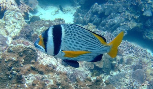 Bridled Seabream Bridled Seabream<br><span style='font-size:12px'><i>iNaturalist</i>    </span>