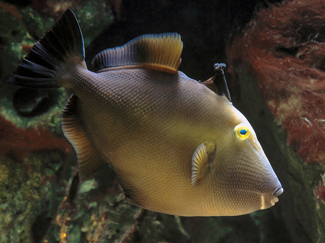Click to View Bridled Triggerfish<br><span style='font-size:12px'><i>Fishbase</i></span>