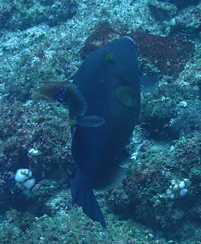 Click to View Bridled Triggerfish<br><span style='font-size:12px'><i>Dave & Rose</i></span>