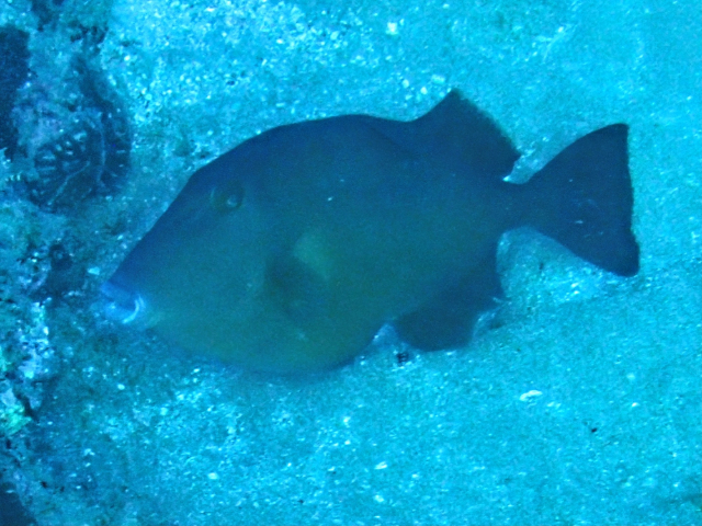 Click to View Bridled Triggerfish<br><span style='font-size:12px'><i>Dave & Rose</i></span>