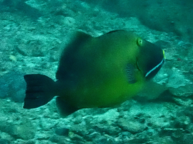 Bridled Triggerfish<br><span style='font-size:12px'><i>Dave & Rose</i></span>