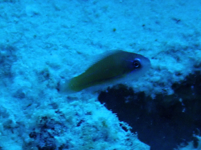 Brighteye Damselfish<br><span style='font-size:12px'><i>Dave & Rose</i>&nbsp&nbspMaldives&nbsp&nbsp13th Jan 2026</span>
