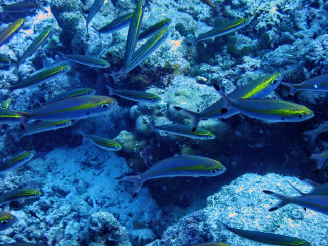 Click to View Wide-band Fusilier<br><span style='font-size:12px'><i>Dave & Rose</i></span>