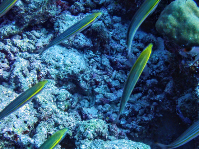 Click to View Wide-band Fusilier<br><span style='font-size:12px'><i>Dave & Rose</i></span>