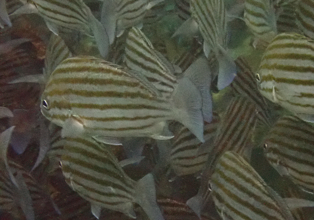 Click to View Bronze-striped Grunt<br><span style='font-size:12px'><i>Dave & Rose</i></span>