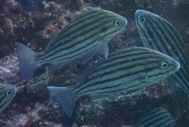 Click to View Bronze-striped Grunt<br><span style='font-size:12px'><i>Dave & Rose</i></span>